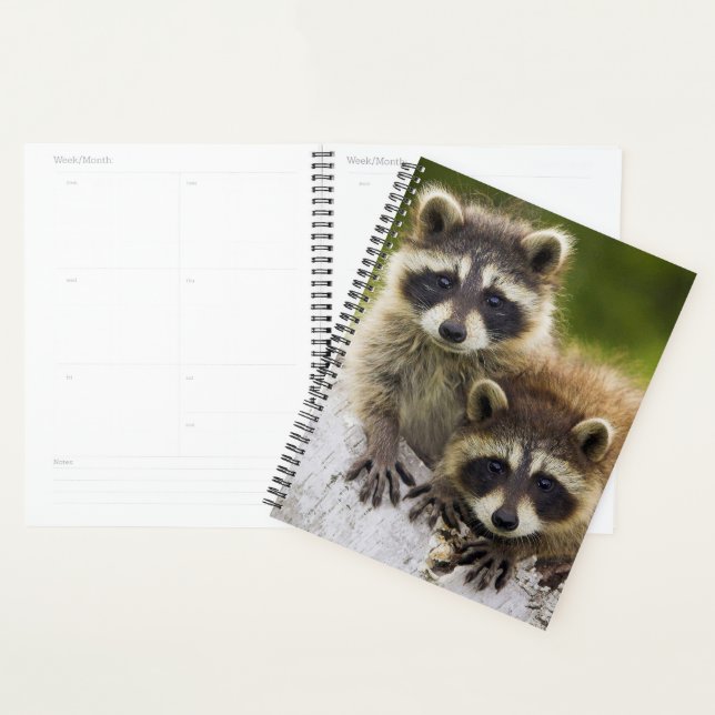 Raccoons Planer (Anzeige)