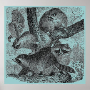 Raccoons Poster