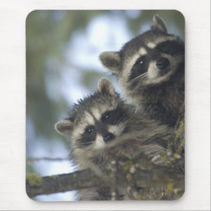 Raccoons Procyon Lotor), Fischsee, Central Mousepad