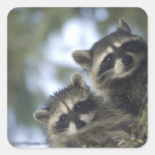Raccoons Procyon Lotor), Fischsee, Central Quadratischer Aufkleber