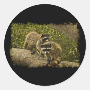 Raccoons Runder Aufkleber