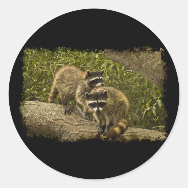 Raccoons Runder Aufkleber (Vorderseite)