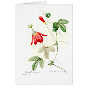 Racemosa de passiflore