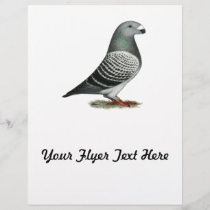 Racer Blue Schachbrett Pigeon anzeigen Flyer