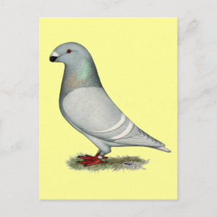 Racer Concept Hen anzeigen Postkarte