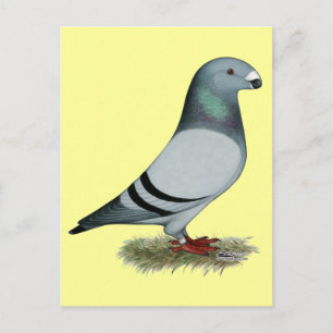 Racer-Konzept anzeigen Postkarte