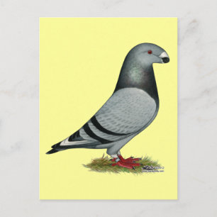 Racer Mismark anzeigen Postkarte