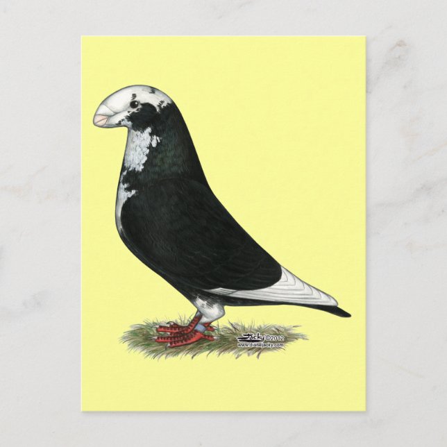 Racer Pied anzeigen Postkarte (Vorderseite)
