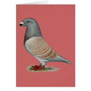 Racer Recessive Opal anzeigen