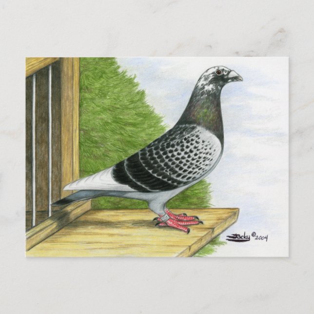 Racing Homer auf dem Landeboard Postkarte (Vorderseite)