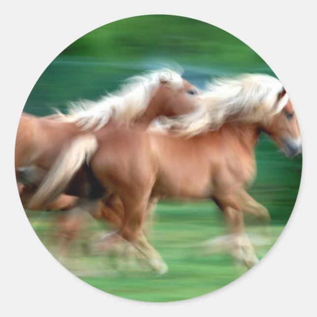 Racing Palomino Pferde Sticker (Vorderseite)