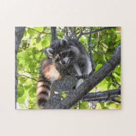 Racon in einem Baum