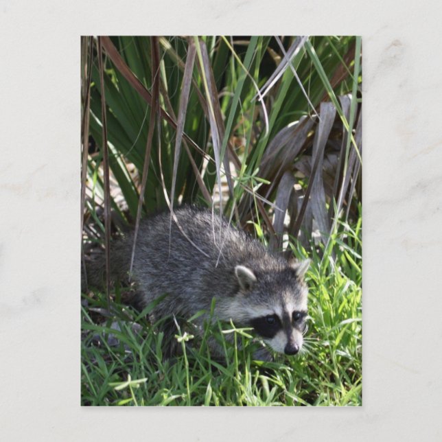 Racoon Baby Postcard Postkarte (Vorderseite)