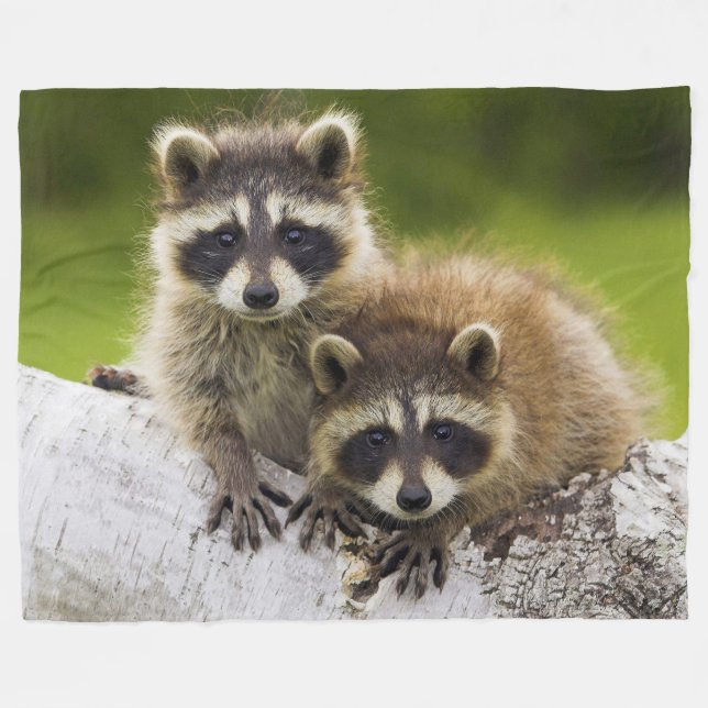 Racoon Fleecedecke (Vorderseite (Horizontal))