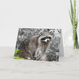 Racoon-Gruß-Karte, leeres Innere Karte