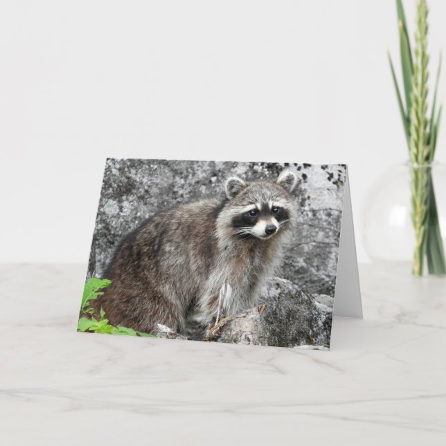Racoon-Gruß-Karte, leeres Innere Karte (Vorderseite)