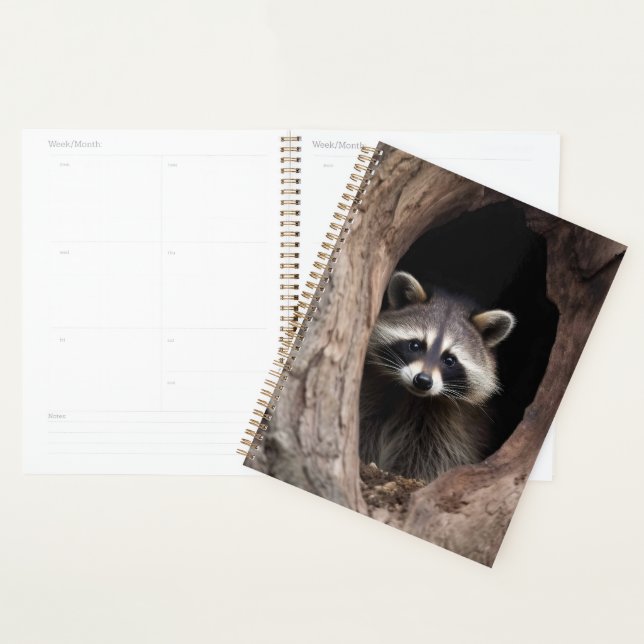 Racoon in der Baumhöhle Planer (Anzeige)