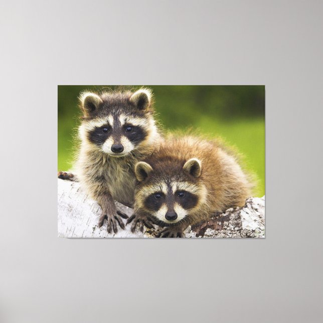 Racoon Leinwanddruck (Vorderseite)