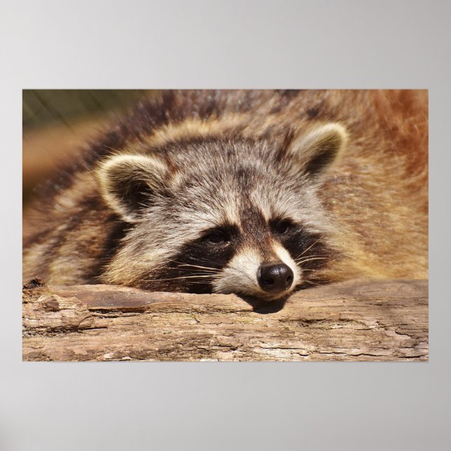 Racoon Poster (Vorne)