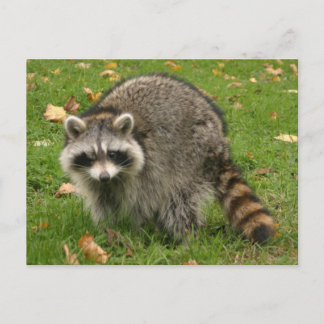 Racoon Postkarte