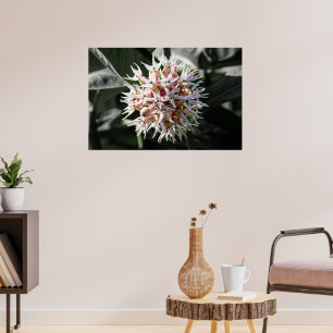 Radialreinheit: weißes, schimmerndes Milkweed-Blum Poster