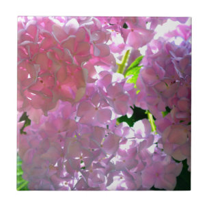 Radialrosa Hydrangeas, rosa Blume, rosa Blume Fliese