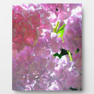 Radialrosa Hydrangeas, rosa Blume, rosa Blume Fotoplatte