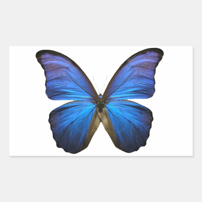 Radiant Blue Butterfly Rechteckiger Aufkleber (Vorderseite)