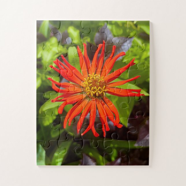 Radiant Orange Zinnia | Floral Tribute to Alzheime (Vertikal)