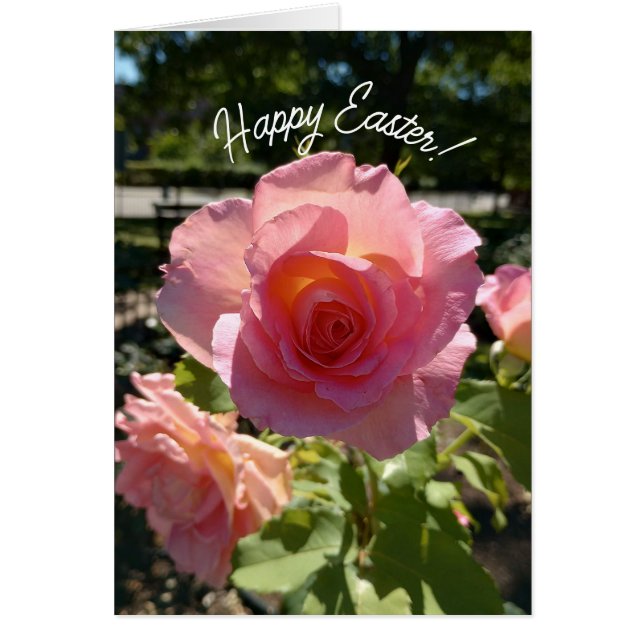 Radiant Pink Tee Rose Osterkarte (Vorne)