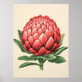 Radiant Red Protea Blossom Poster