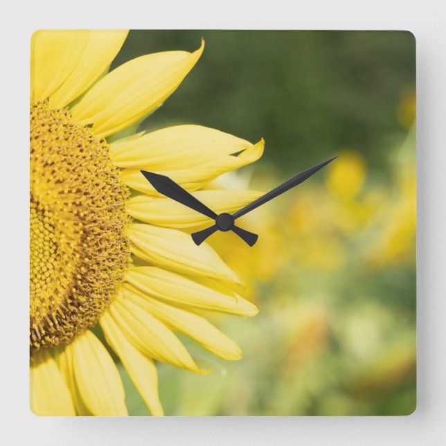 Radiant Sunflower Quadratische Wanduhr (Vorderseite)