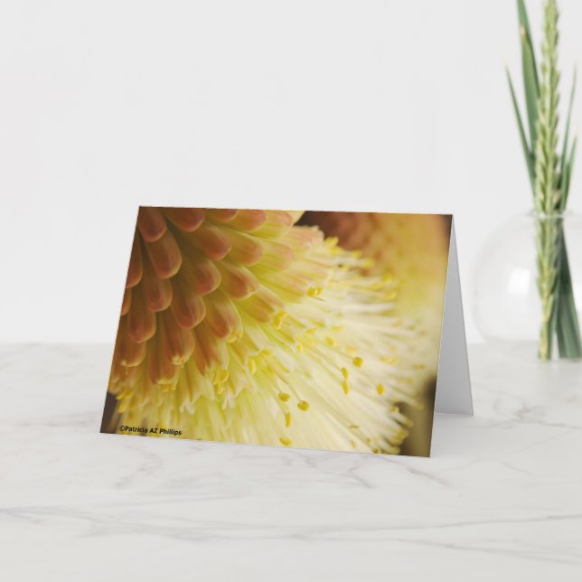 Radiant Torch Lily Flower Fotogragraph Blank Insid Karte (Vorderseite)