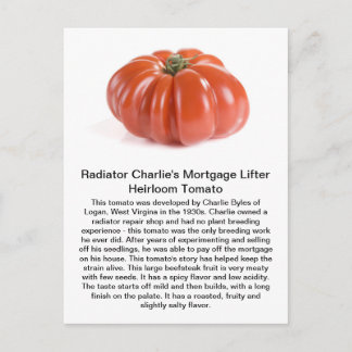 Radiator Charlie - Mortgage Lifter Heirloom Tomato Postkarte