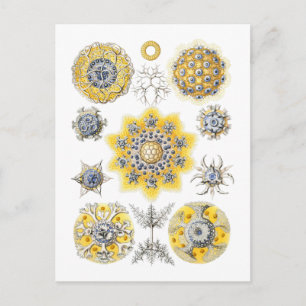 Radiolarier - Amoeboid-Protozoen Postkarte