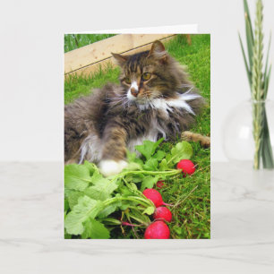 Radis Cat and Gard / Carte de voeux d'anniversaire