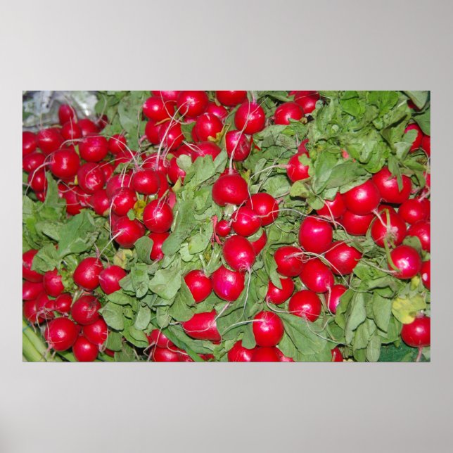 Radishes Poster (Vorne)