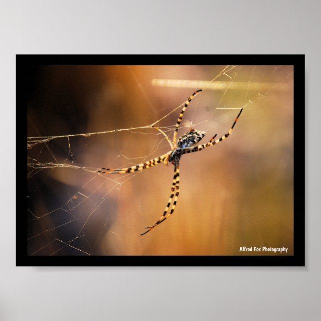 Radnetzspinne mit Bändern Poster (Vorne)