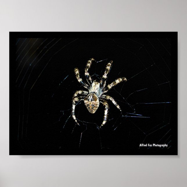 Radnetzspinne Poster (Vorne)