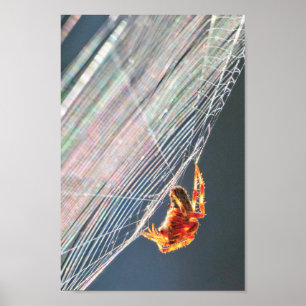 Radspinne im Netz Poster