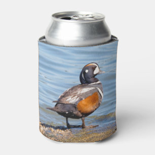 Rafraichisseur De Cannettes Beau canard arlequin sur le rocher