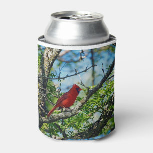 Rafraichisseur De Cannettes Photographie d'oiseau sauvage du cardinal rouge