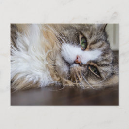 Ragamuffin-Katze Postkarte