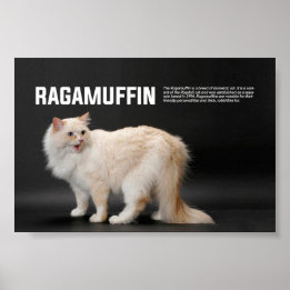 Ragamuffin Katzenrasse Poster