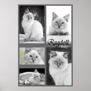 ragdoll Babyplakat 2 Poster