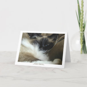 Ragdoll Birman Cat Greeting Card or Note Card Karte