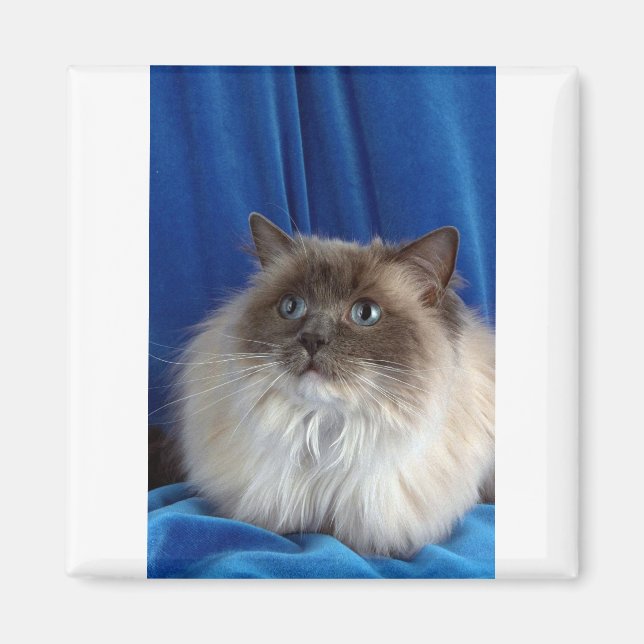 Ragdoll, blau magnet (Vorne)