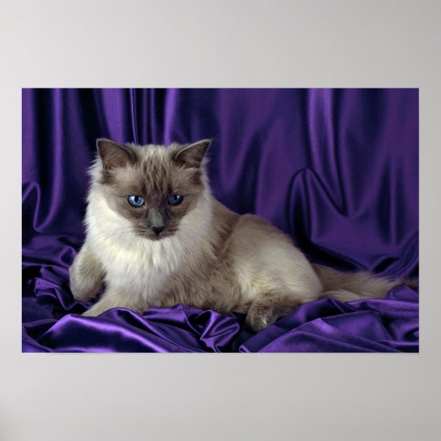 Ragdoll, blau poster (Vorne)