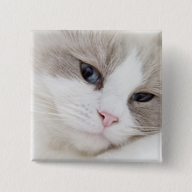 Ragdoll Button (Vorderseite)
