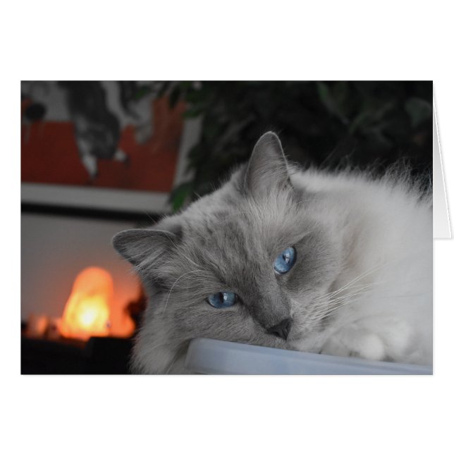 Ragdoll Cat (Vorderseite (Horizontal))